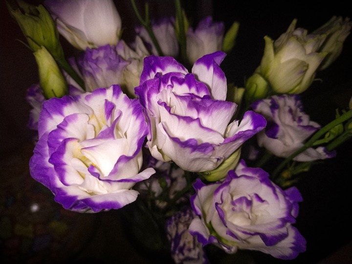 Eustoma
