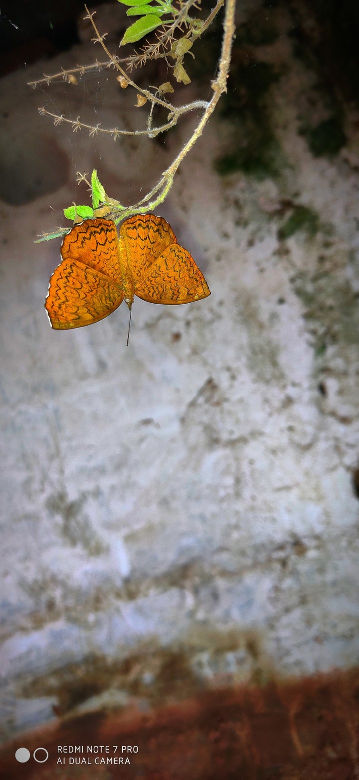 #butterfly in indian tulsi plant
