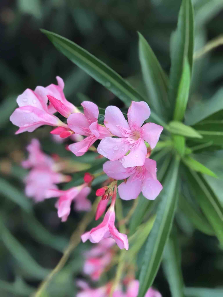 floral desire