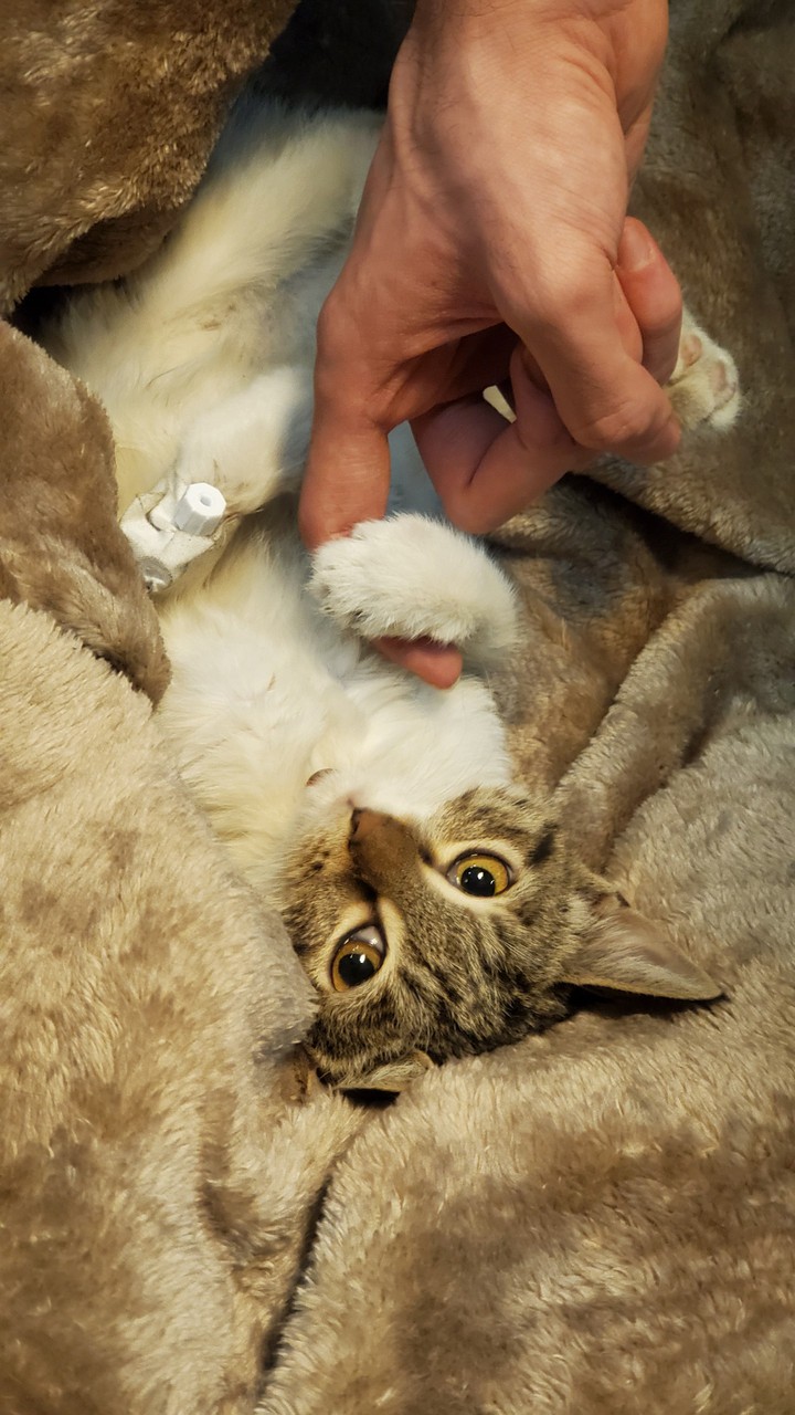 cat