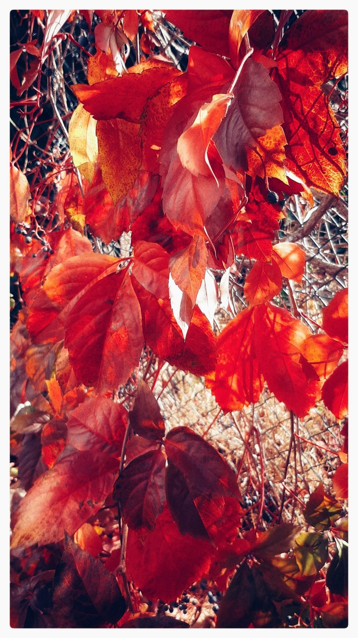Red leaves