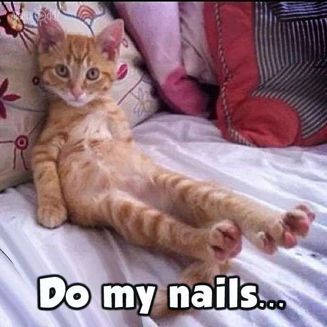 bossy cat