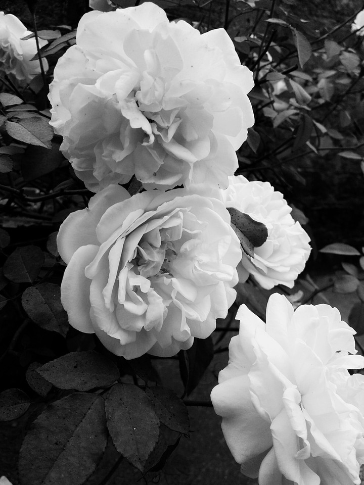 Rose lovers..