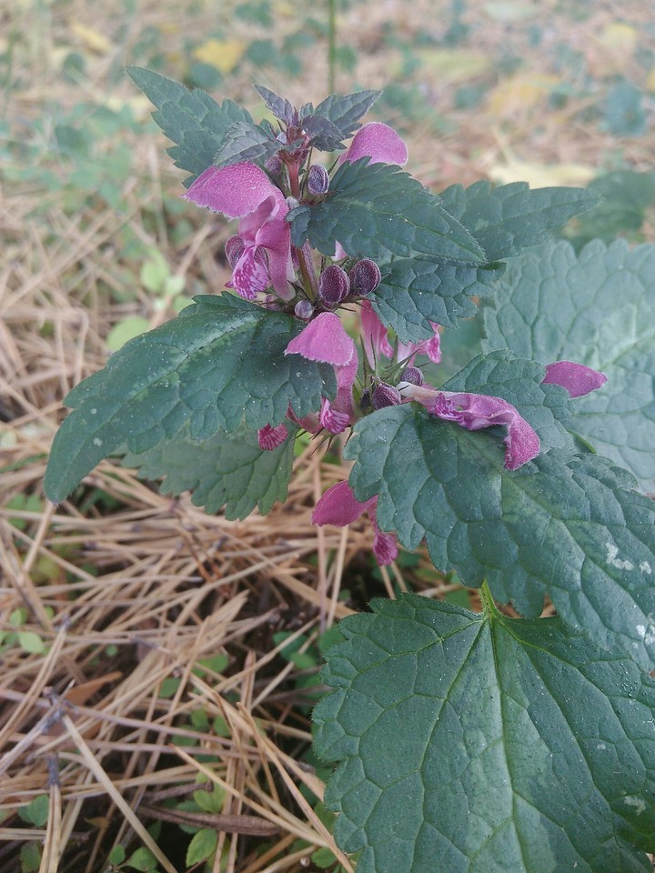 forest flower
