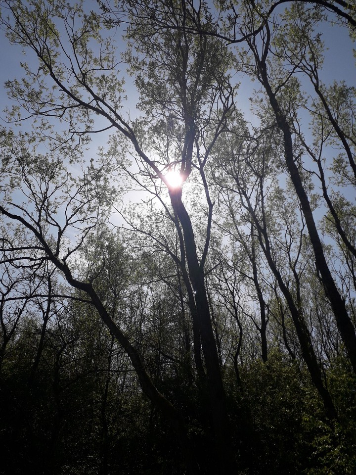 Mid Day Sun
