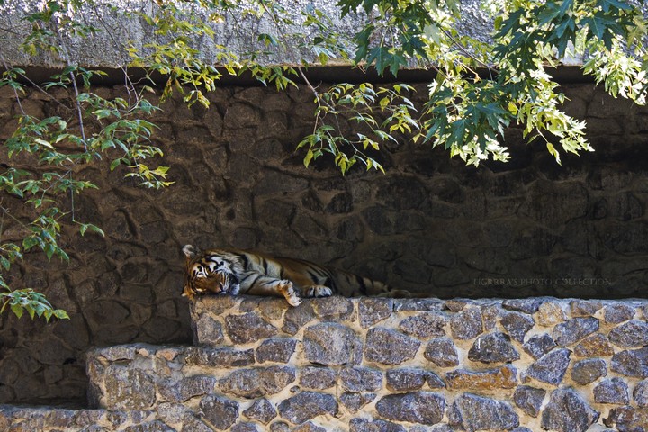 Kyiv national zoo (small tiger)