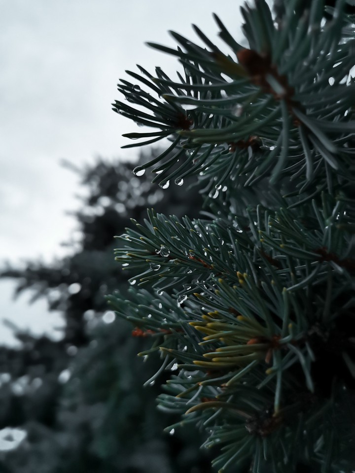 after rain
