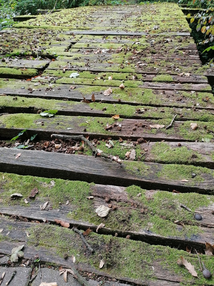 Bridge