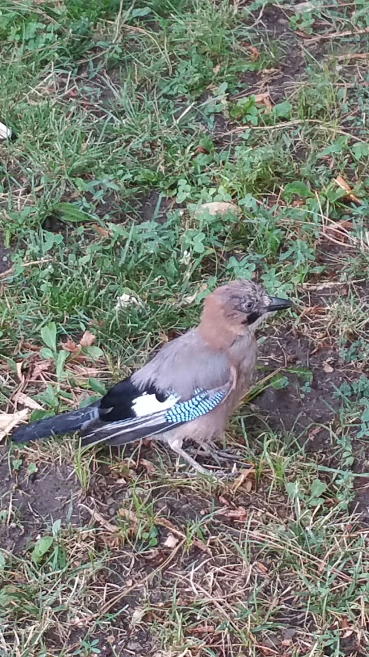 bird