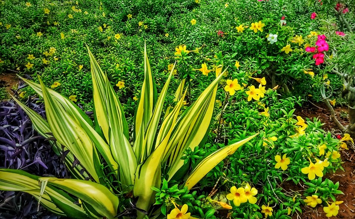 greenery