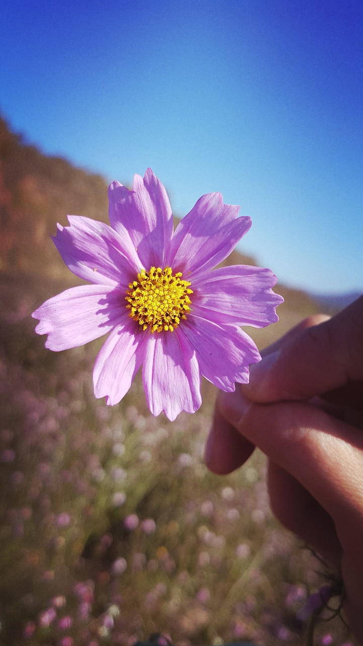 Flowers Photography