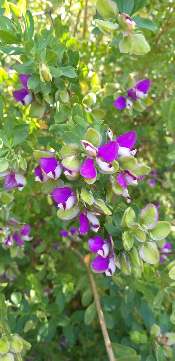Flowers in My Backyard