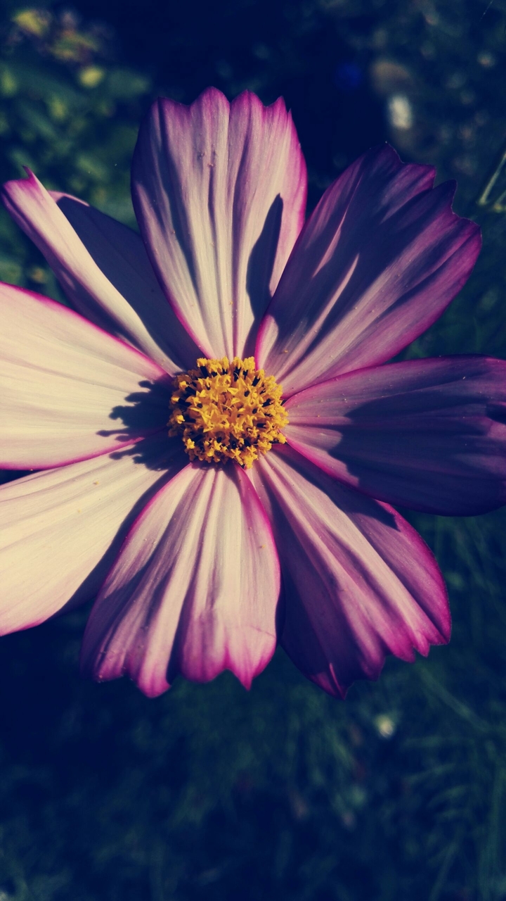 Nostalgic pink