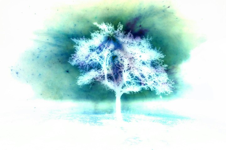 Mysterious Tree