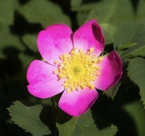רקעים petal, flower