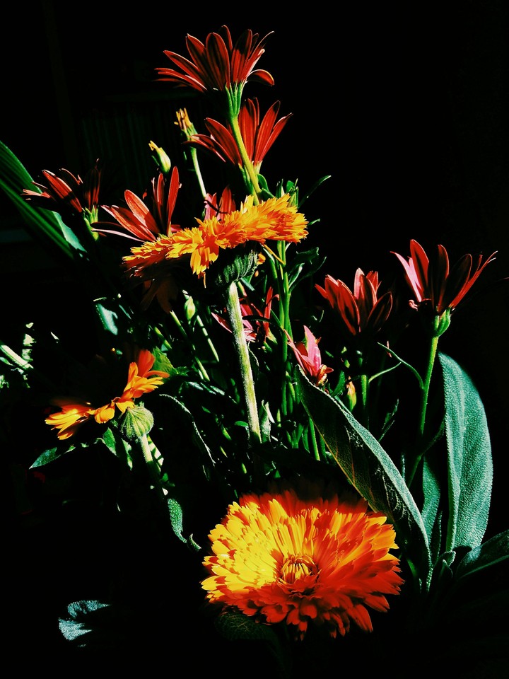 Lovely Darkness