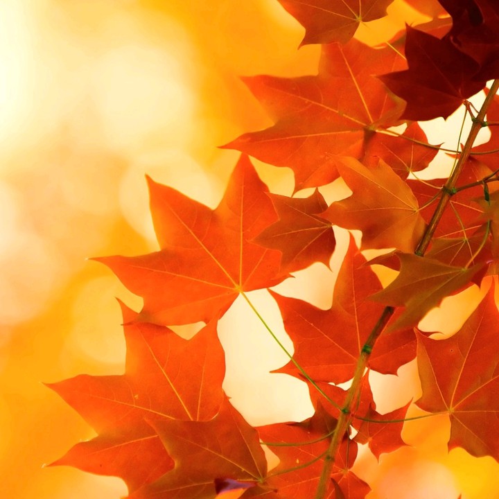 Autumn Again