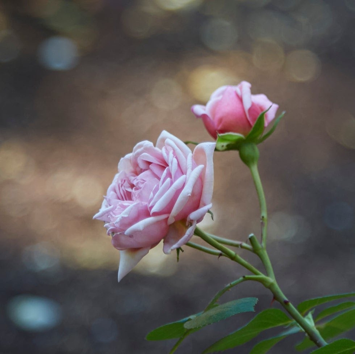 rosal