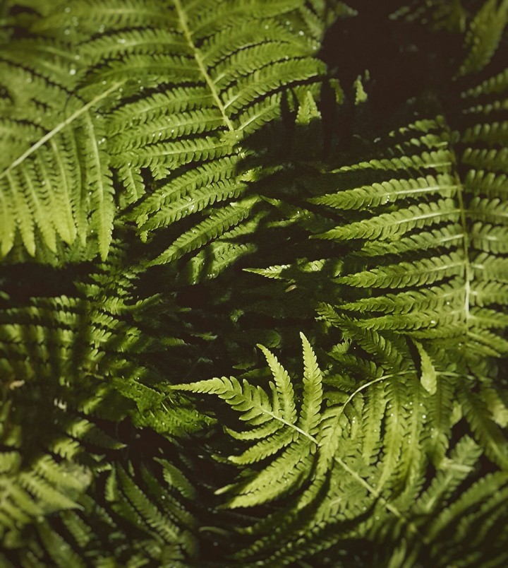 plants nature