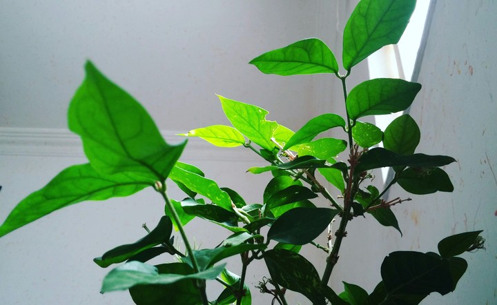 green