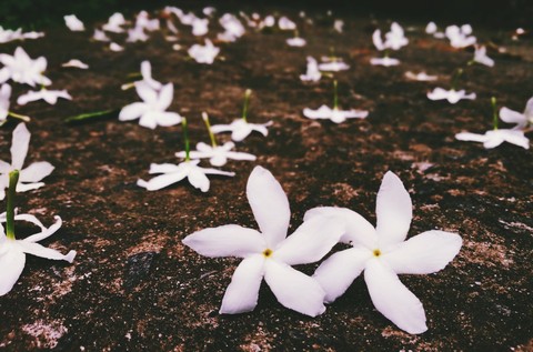 A path of flowers
