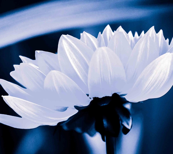 Pretty flowers