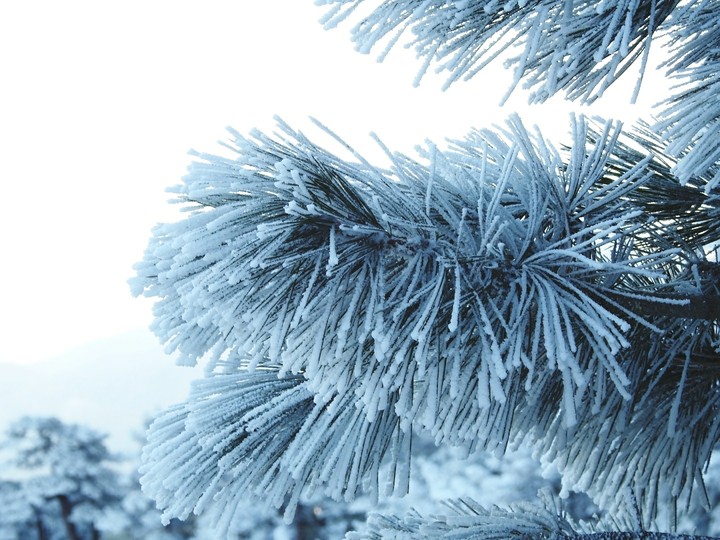 tree