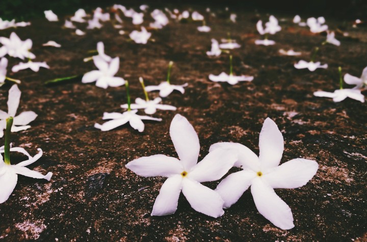 A path of flowers