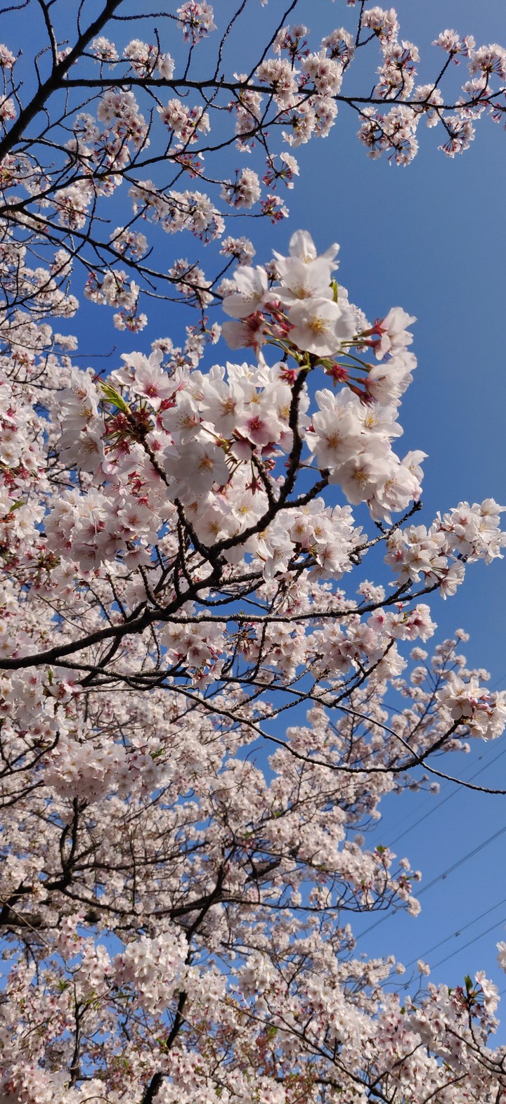 pink and blue