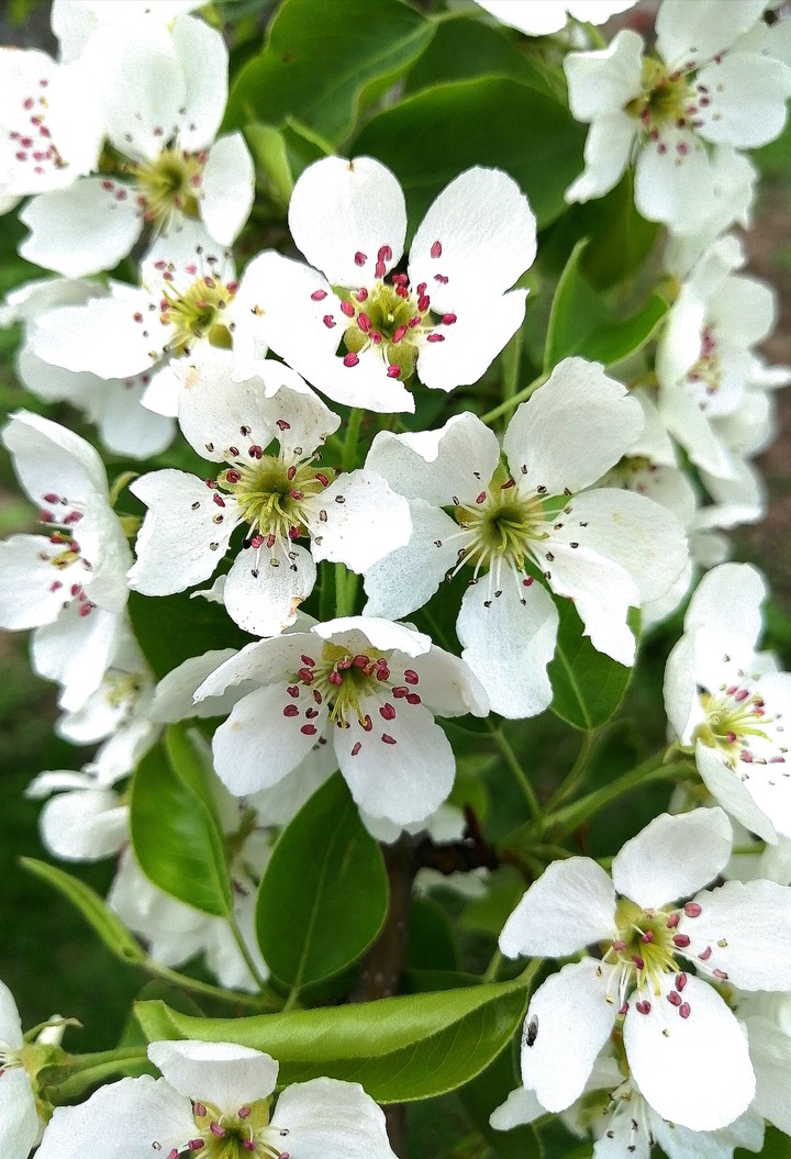 Spring. Pear