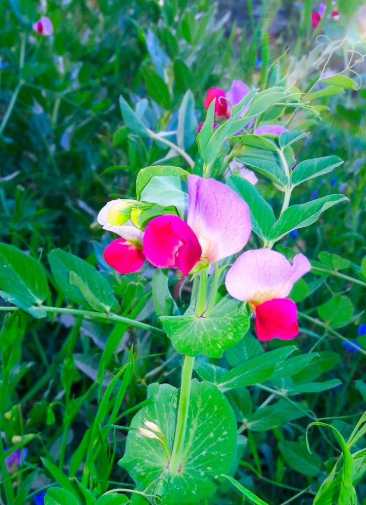 Pea plant