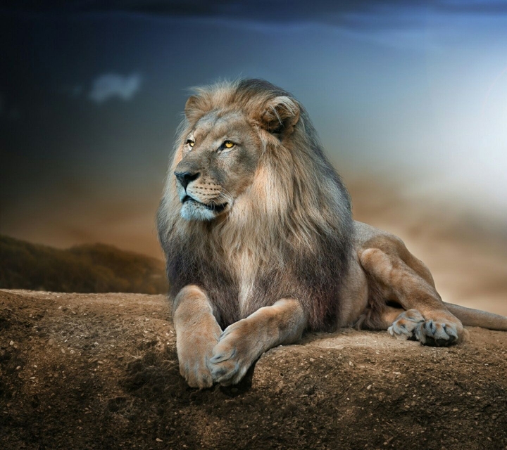 lion