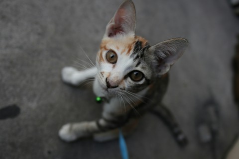 cat