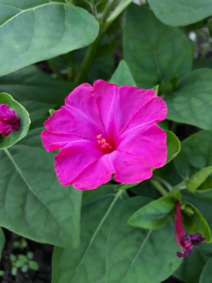 flower