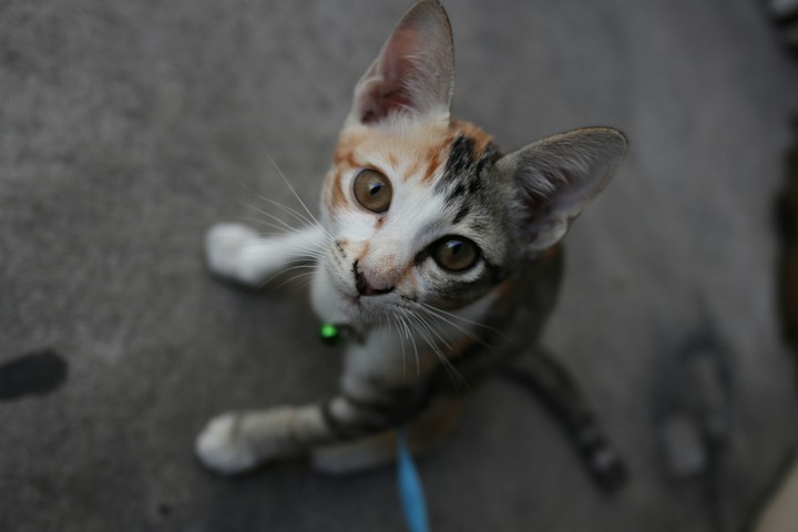 cat