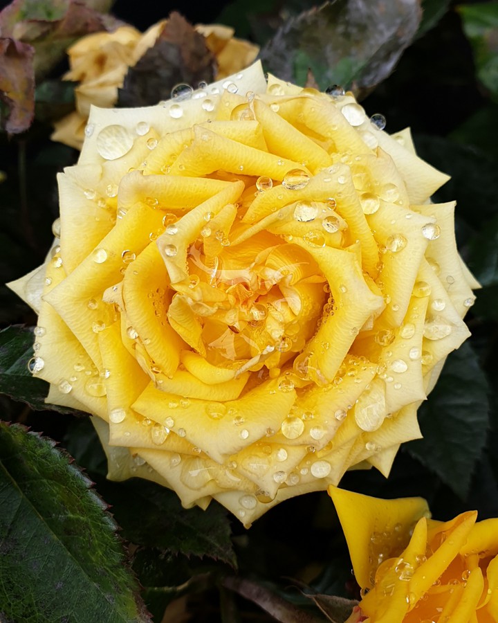 rose