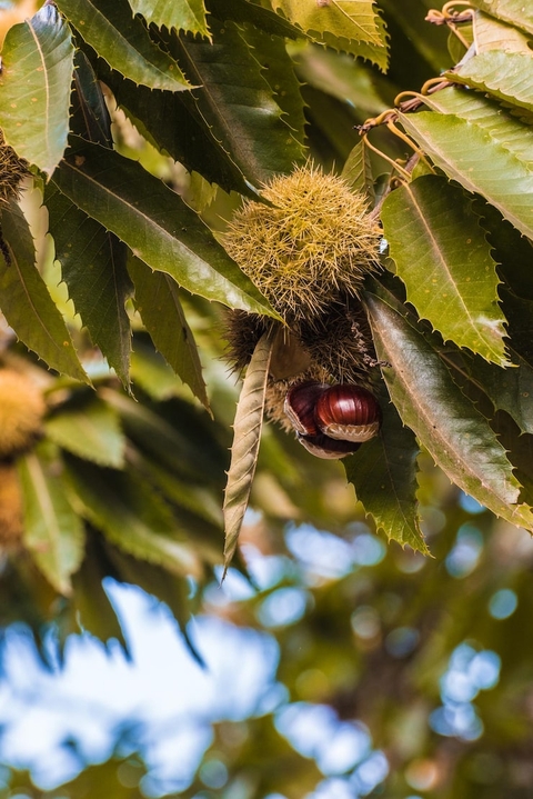 sfondi fruit, rip