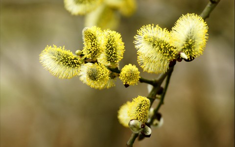 тапети Yellow, Close-up