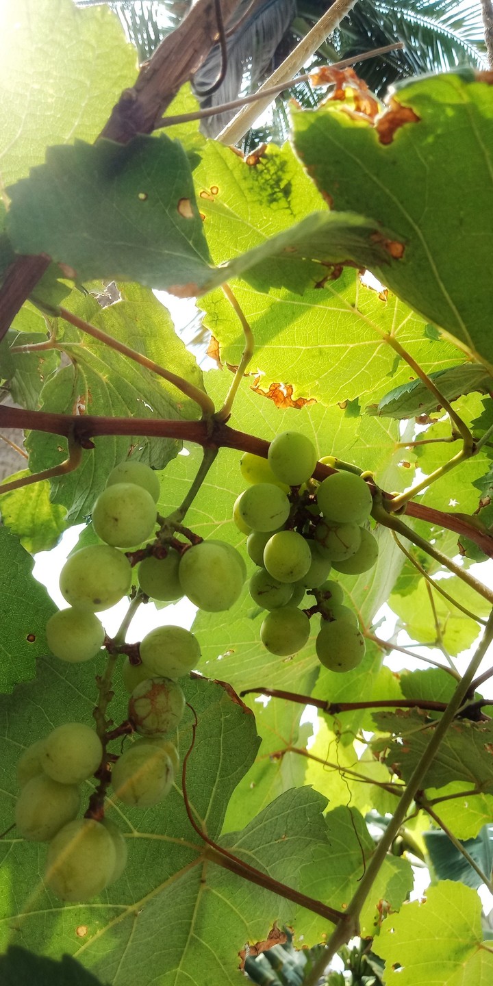 grapes