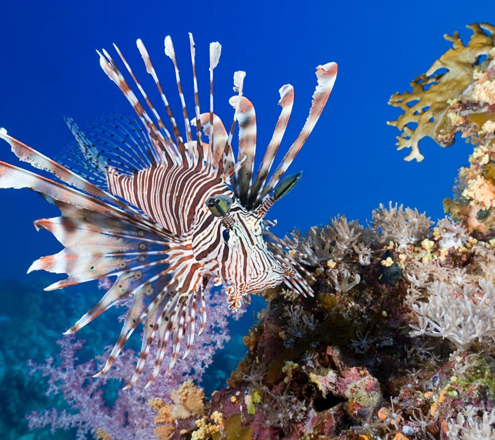 fish