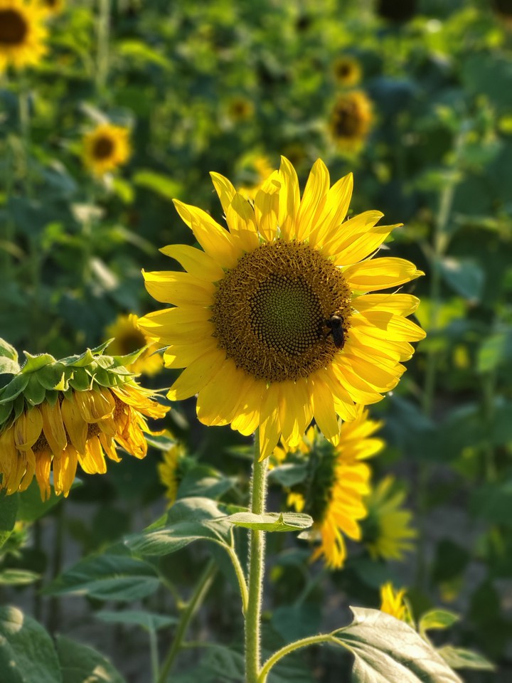 sunflower