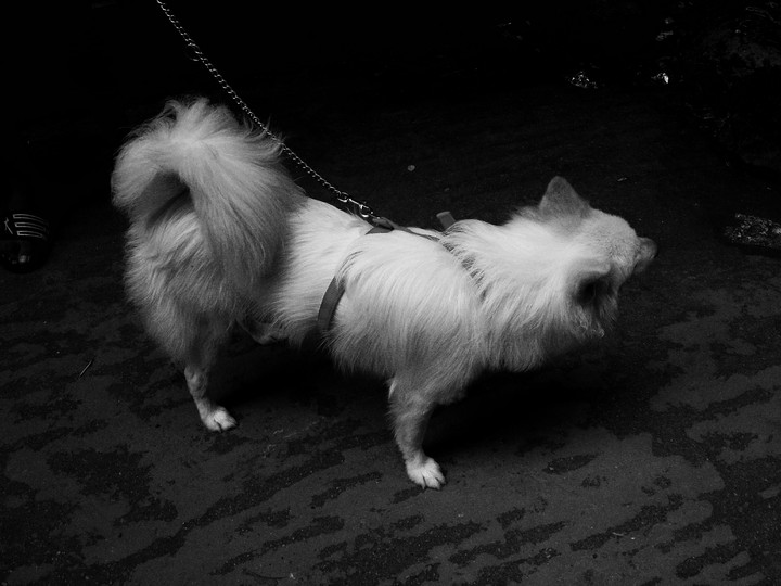 mY doGGy