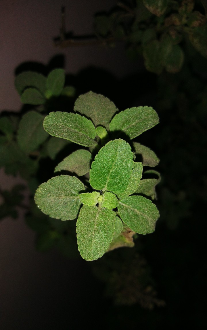 tulsi...