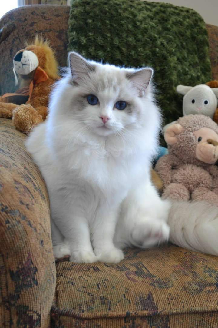 olha o gatinho