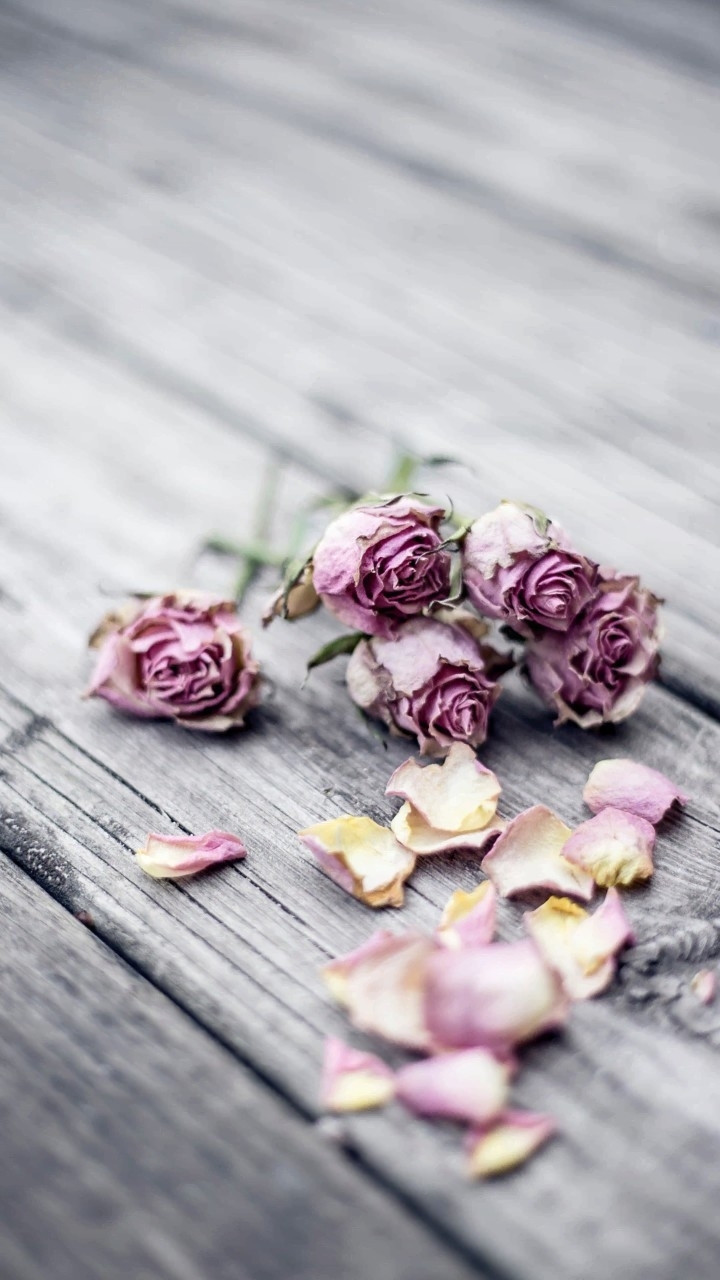 Roses