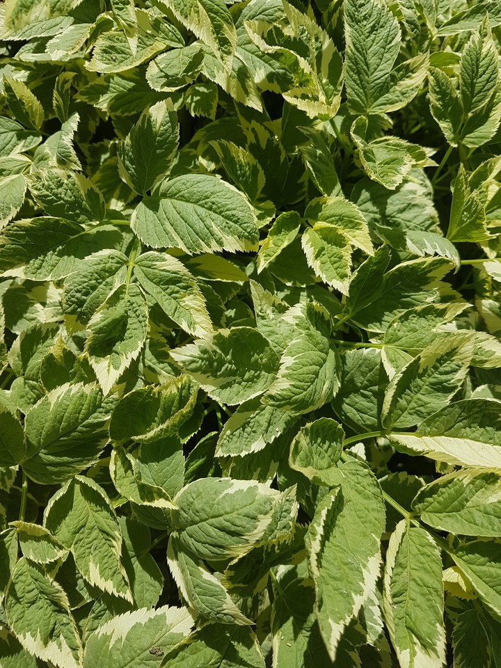 Spring green