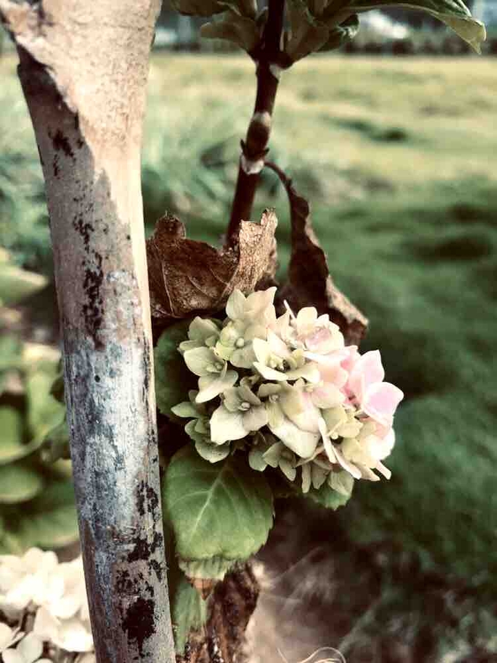 blossom