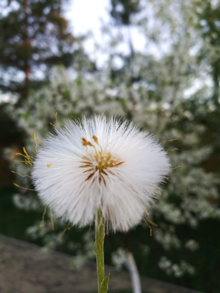 wonderful flower