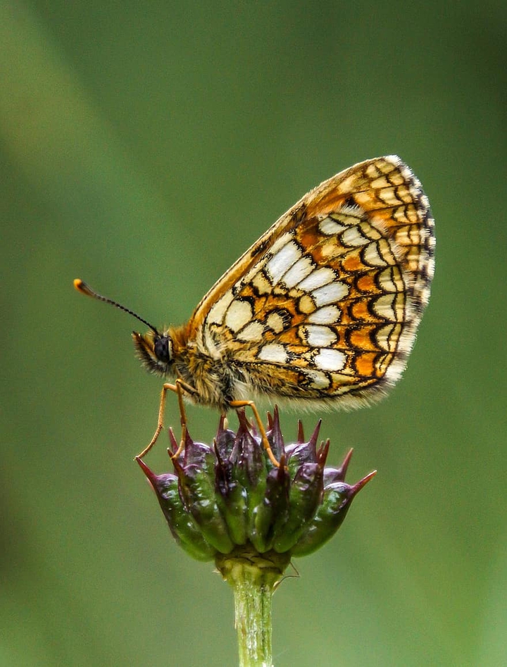 butterfly