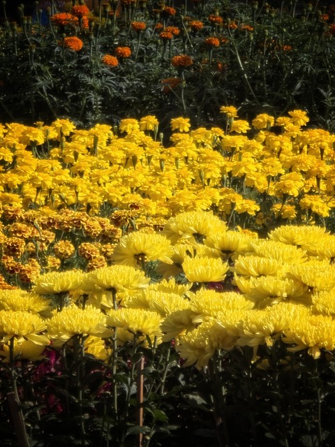 fondos de pantalla forb, flower